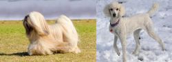Lhasa Apso vs Poodle - Breed Comparison