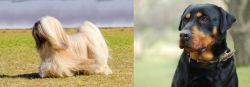 Lhasa Apso vs Rottweiler - Breed Comparison