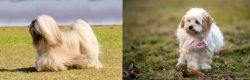 Lhasa Apso vs West Highland White Terrier - Breed Comparison