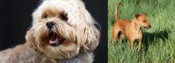 Lhasapoo vs Africanis - Breed Comparison
