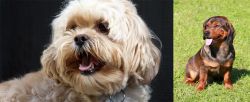 Lhasapoo vs Alpine Dachsbracke - Breed Comparison