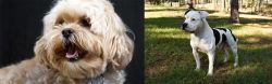 Lhasapoo vs American Bulldog - Breed Comparison