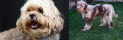 Lhasapoo vs Aussie Doodles - Breed Comparison