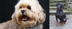 Lhasapoo vs Austrian Black and Tan Hound - Breed Comparison