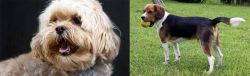 Lhasapoo vs Beaglier - Breed Comparison