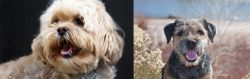 Lhasapoo vs Border Terrier - Breed Comparison