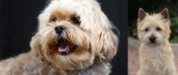 Lhasapoo vs Cairn Terrier - Breed Comparison