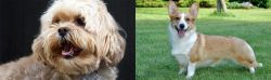 Lhasapoo vs Cardigan Welsh Corgi - Breed Comparison