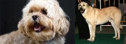 Lhasapoo vs Central Anatolian Shepherd - Breed Comparison