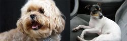 Lhasapoo vs Chilean Fox Terrier - Breed Comparison
