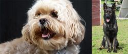 Lhasapoo vs East German Shepherd - Breed Comparison