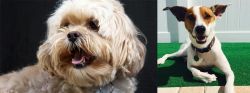 Lhasapoo vs Feist - Breed Comparison