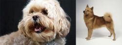 Lhasapoo vs Finnish Spitz - Breed Comparison