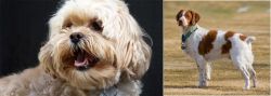 Lhasapoo vs French Brittany - Breed Comparison