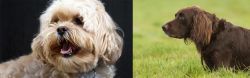 Lhasapoo vs German Longhaired Pointer - Breed Comparison