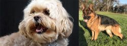 Lhasapoo vs German Shepherd - Breed Comparison