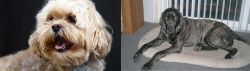 Lhasapoo vs Giant Maso Mastiff - Breed Comparison