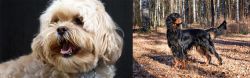 Lhasapoo vs Gordon Setter - Breed Comparison
