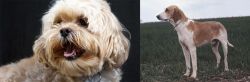 Lhasapoo vs Grand Anglo-Francais Blanc et Orange - Breed Comparison