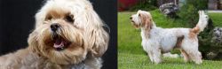 Lhasapoo vs Grand Griffon Vendeen - Breed Comparison