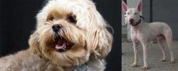 Lhasapoo vs Gull Terr - Breed Comparison