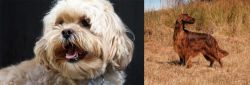 Lhasapoo vs Irish Setter - Breed Comparison