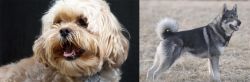 Lhasapoo vs Jamthund - Breed Comparison
