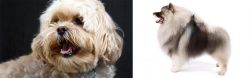 Lhasapoo vs Keeshond - Breed Comparison