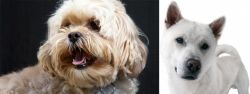 Lhasapoo vs Kishu - Breed Comparison
