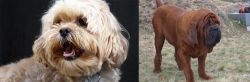 Lhasapoo vs Korean Mastiff - Breed Comparison