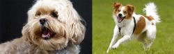 Lhasapoo vs Kromfohrlander - Breed Comparison