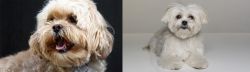 Lhasapoo vs Kyi-Leo - Breed Comparison