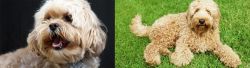 Lhasapoo vs Labradoodle - Breed Comparison