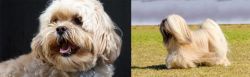 Lhasapoo vs Lhasa Apso - Breed Comparison