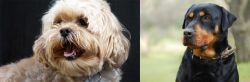 Lhasapoo vs Rottweiler - Breed Comparison