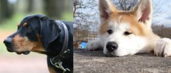 Lithuanian Hound vs Akita - Breed Comparison