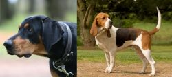 Lithuanian Hound vs Artois Hound - Breed Comparison