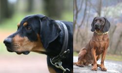Lithuanian Hound vs Bavarian Mountain Hound - Breed Comparison
