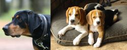 Lithuanian Hound vs Beagle - Breed Comparison