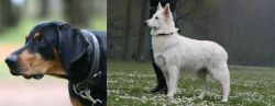 Lithuanian Hound vs Berger Blanc Suisse - Breed Comparison