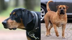 Lithuanian Hound vs Boerboel - Breed Comparison
