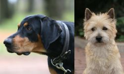 Lithuanian Hound vs Cairn Terrier - Breed Comparison