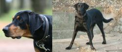 Lithuanian Hound vs Cao de Castro Laboreiro - Breed Comparison