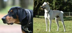Lithuanian Hound vs Cretan Hound - Breed Comparison