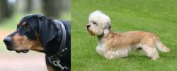 Lithuanian Hound vs Dandie Dinmont Terrier - Breed Comparison