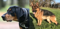Lithuanian Hound vs German Shepherd - Breed Comparison