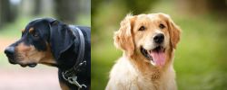 Lithuanian Hound vs Golden Retriever - Breed Comparison