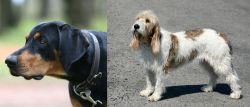 Lithuanian Hound vs Grand Basset Griffon Vendeen - Breed Comparison
