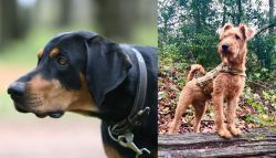 Lithuanian Hound vs Irish Terrier - Breed Comparison
