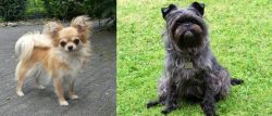 Long Haired Chihuahua vs Affenpinscher - Breed Comparison
